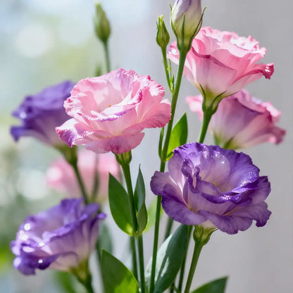 Echo Mix Lisianthus Seeds
