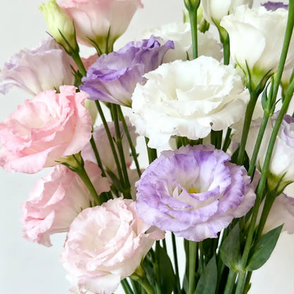 Echo Mix Lisianthus Seeds