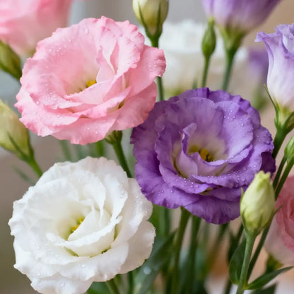Echo Mix Lisianthus Seeds