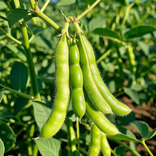Edamame Seeds