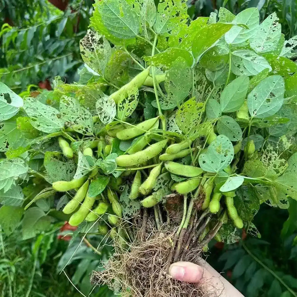 Edamame Seeds