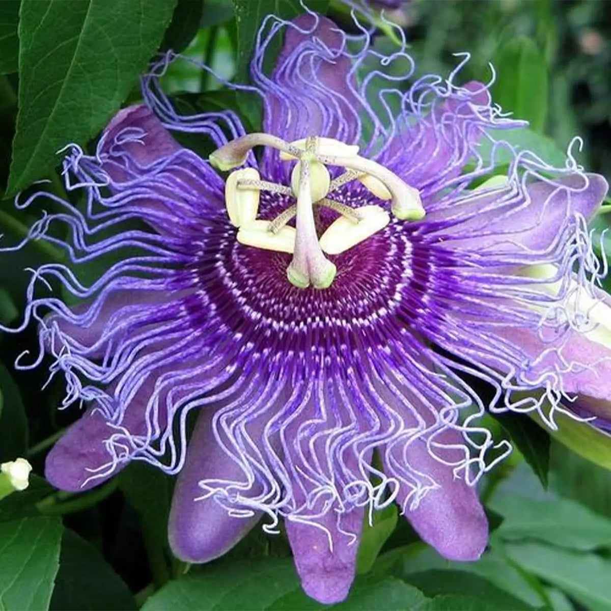 Mixed Passion Flower Seeds