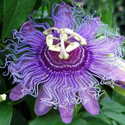 Mixed Passion Flower Seeds