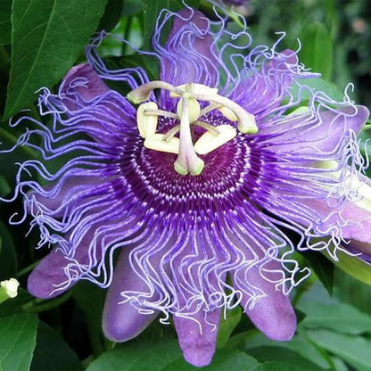 Mixed Passion Flower Seeds