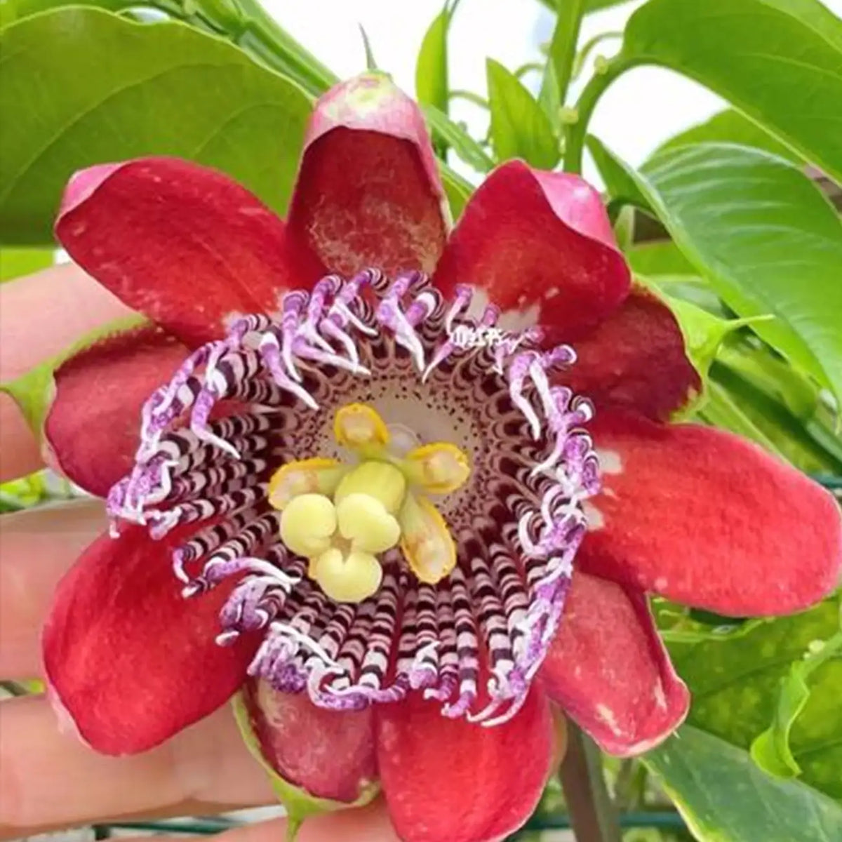 Mixed Passion Flower Seeds