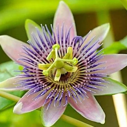 Mixed Passion Flower Seeds