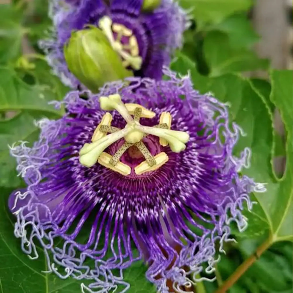 Mixed Passion Flower Seeds