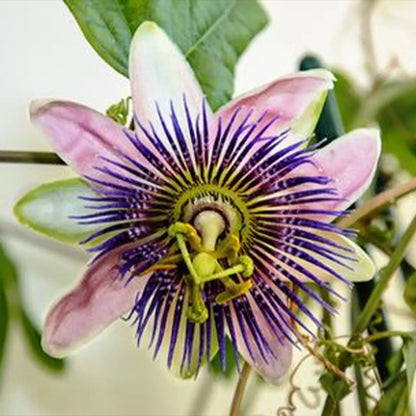 Mixed Passion Flower Seeds