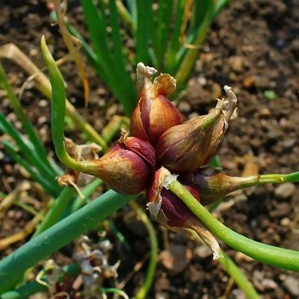 Egyptian Onion Seeds