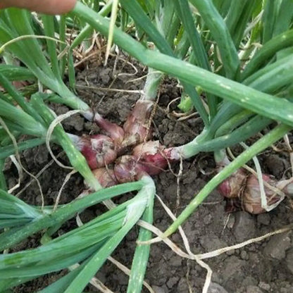 Egyptian Onion Seeds