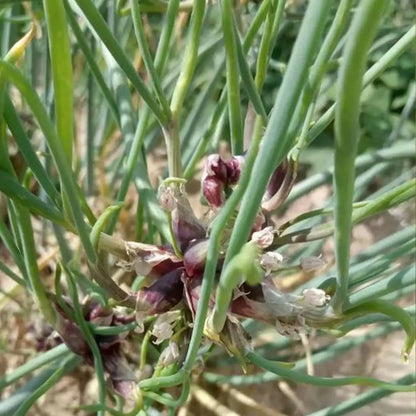 Egyptian Onion Seeds