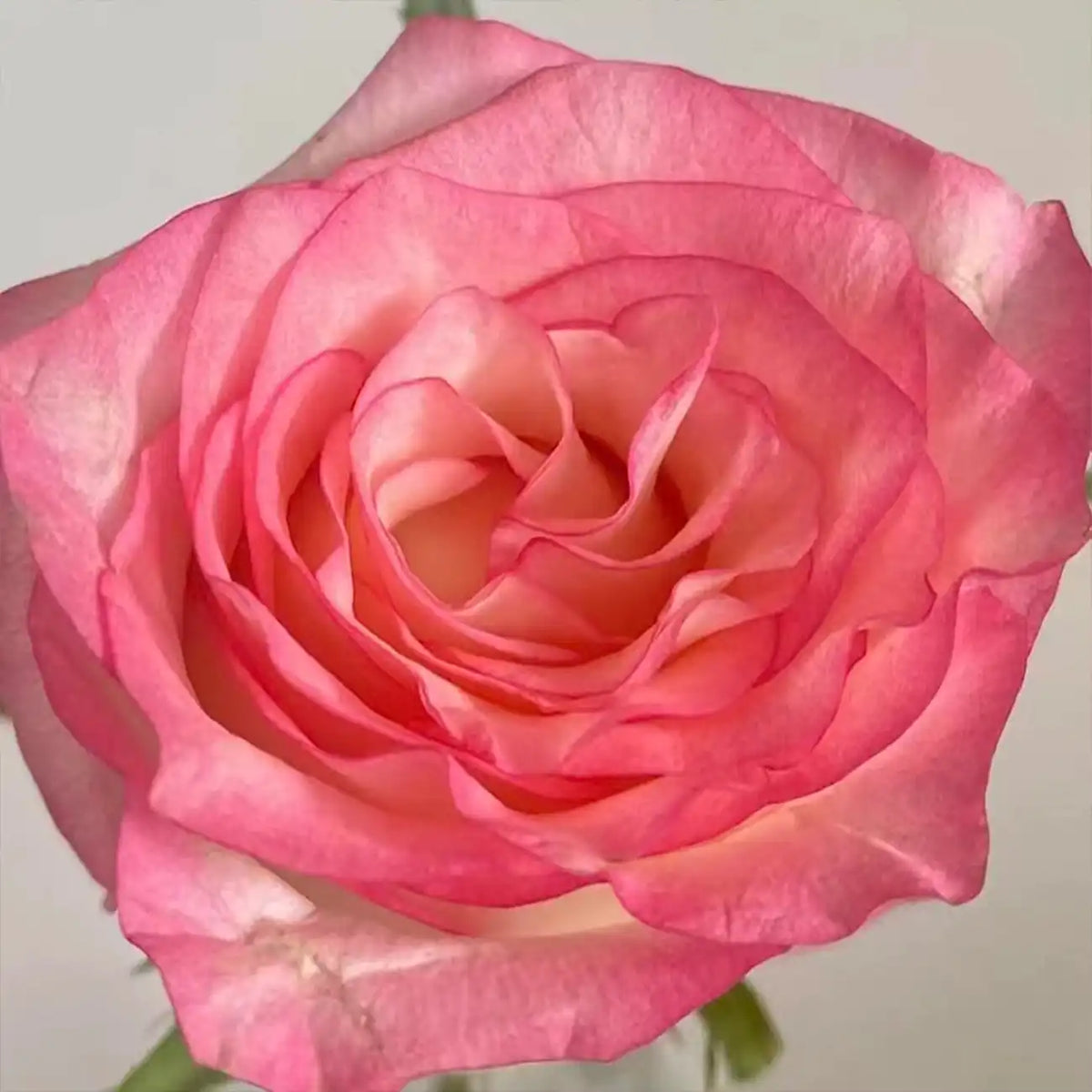 Elsa Rose Seeds