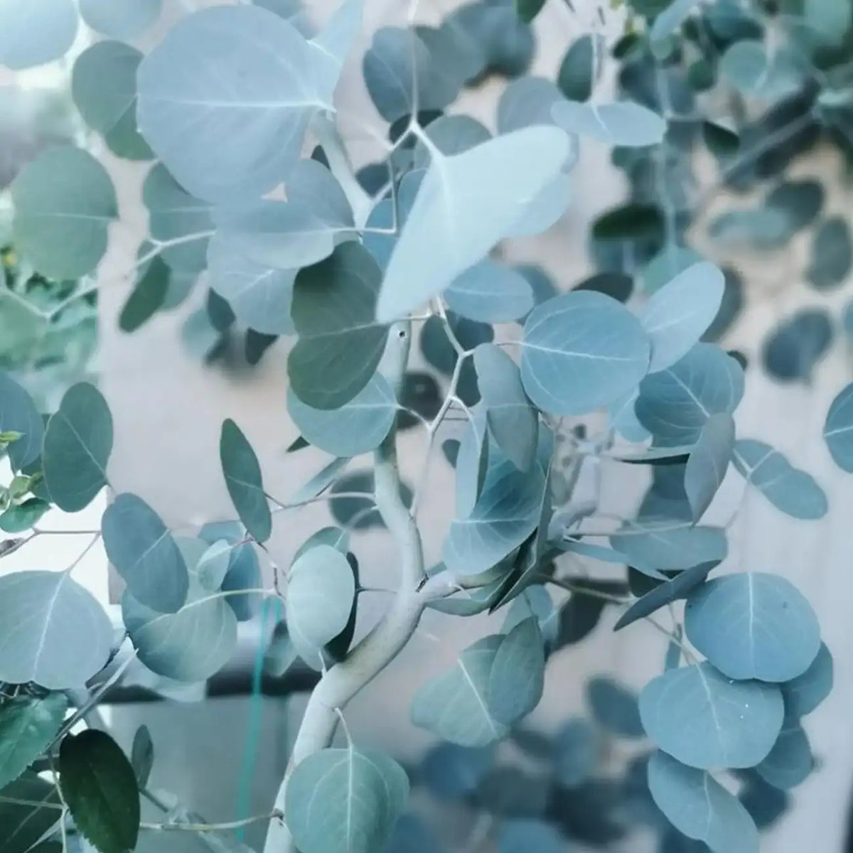 Eucalyptus Seeds - Silver Leaf