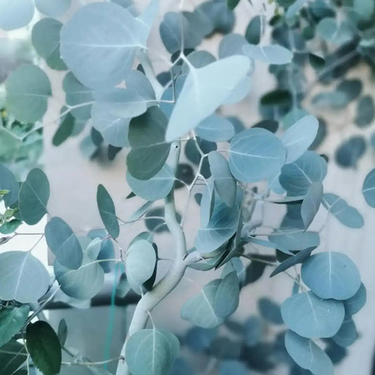 Eucalyptus Seeds - Silver Leaf