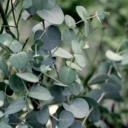 Eucalyptus Seeds - Silver Leaf