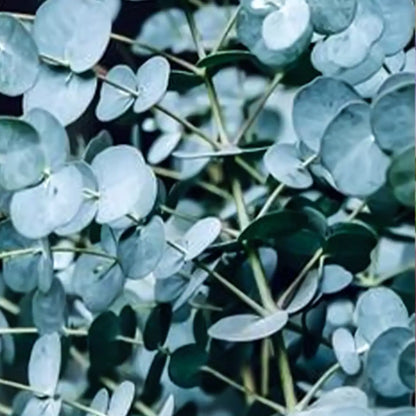 Eucalyptus Seeds - Silver Leaf