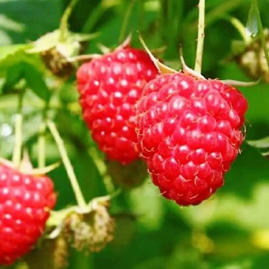 Everbearing Raspberry Organic Natural Seeds