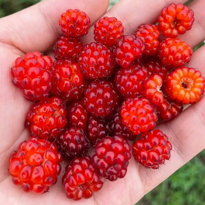 Everbearing Raspberry Organic Natural Seeds