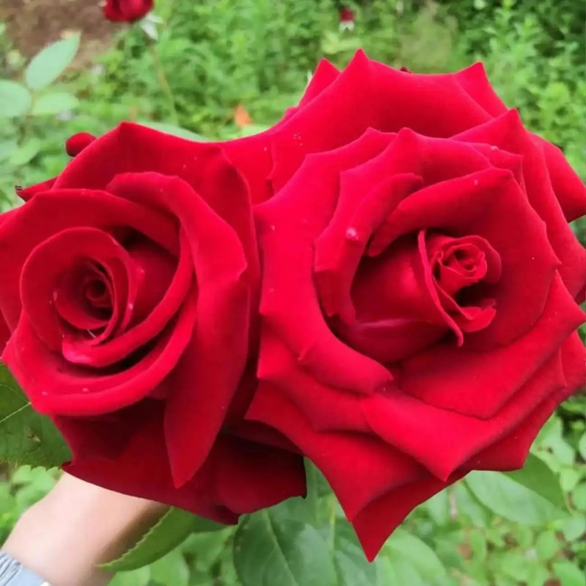 Explorer Rose Seeds