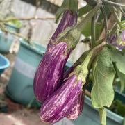 Fairy Tale Hybrid Eggplant Seeds