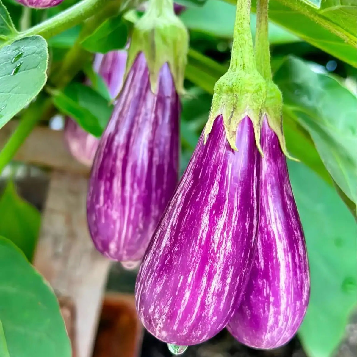 Fairy Tale Hybrid Eggplant Seeds