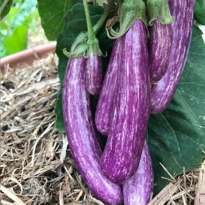 Fairy Tale Hybrid Eggplant Seeds