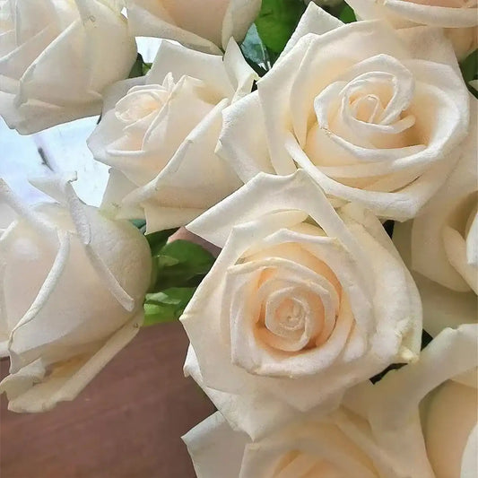 Fendra Rose Seeds