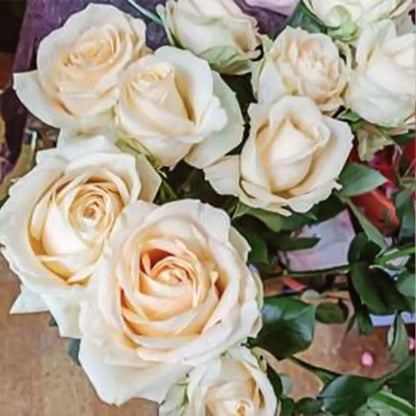 Fendra Rose Seeds