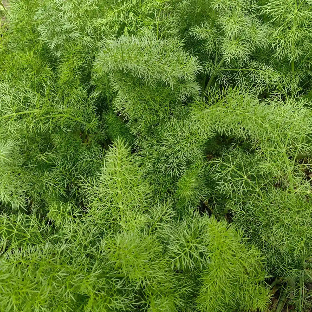 Fennel Seeds - Common