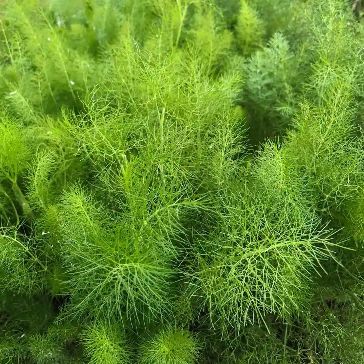 Fennel Seeds - Common