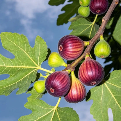Ficus 'Brown Turkey' Fig