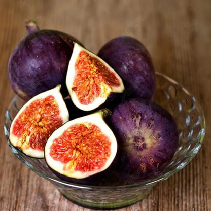 Ficus 'Brown Turkey' Fig