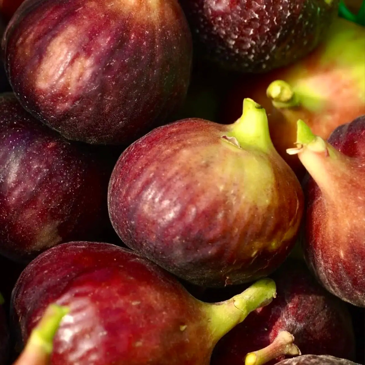Ficus 'Brown Turkey' Fig