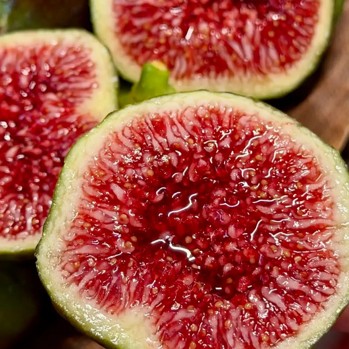 Ficus 'Brown Turkey' Fig