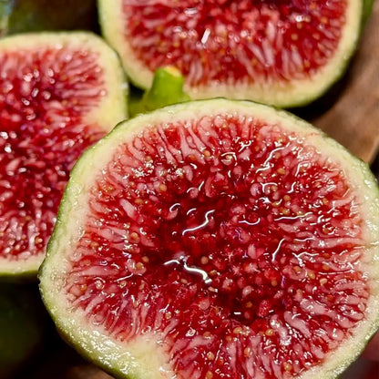 Ficus 'Brown Turkey' Fig