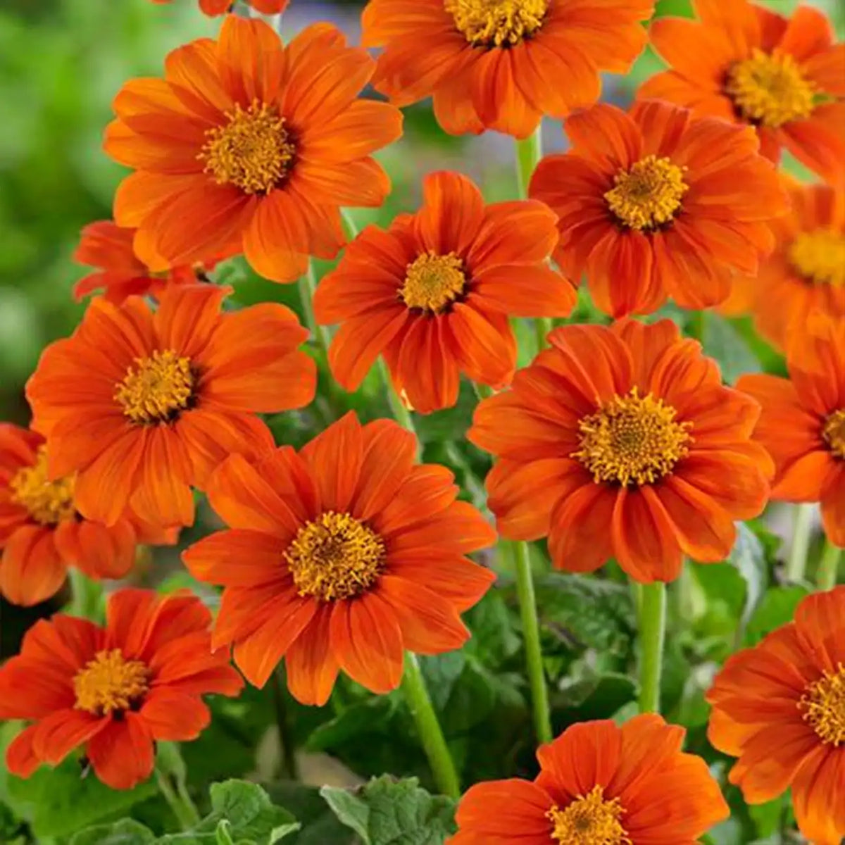 Fiesta del Sol Mexican Sunflower Seeds