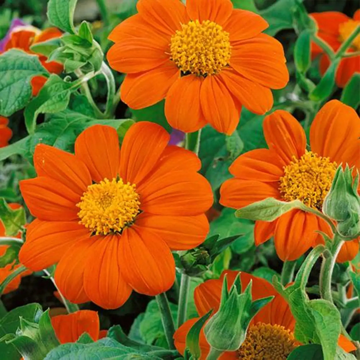Fiesta del Sol Mexican Sunflower Seeds