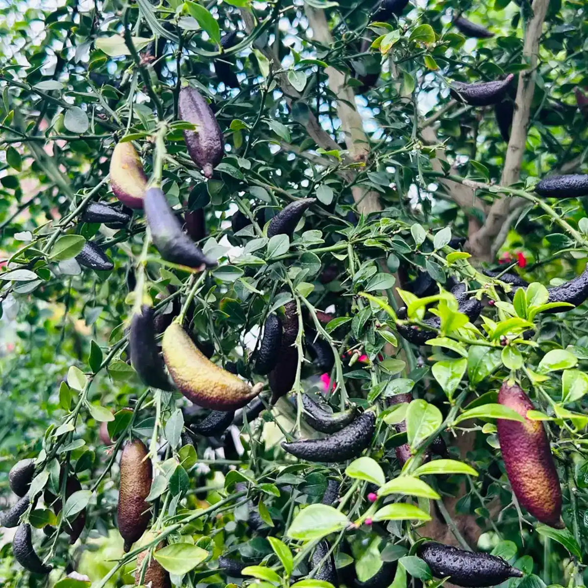 Finger Lime Seeds (Caviar Lime)