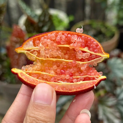 Finger Lime Seeds (Caviar Lime)