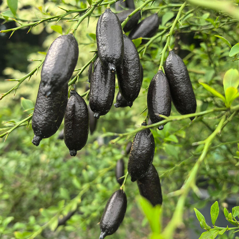 Finger Lime  Seeds