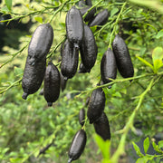 Finger Lime  Seeds