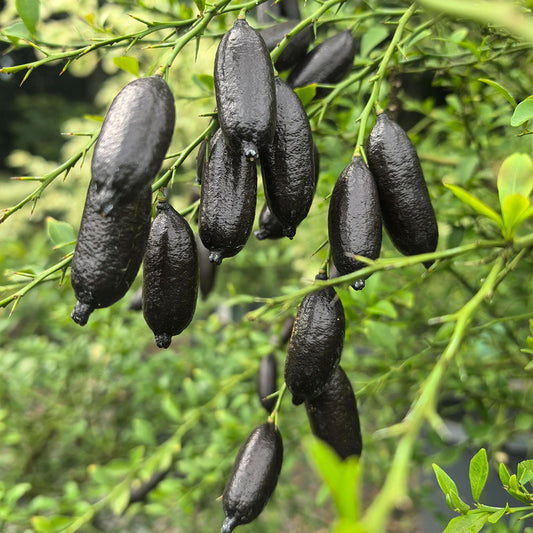 Finger Lime  Seeds