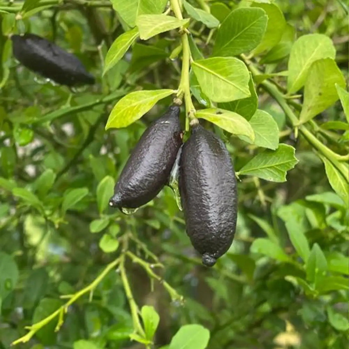 Finger Lime  Seeds