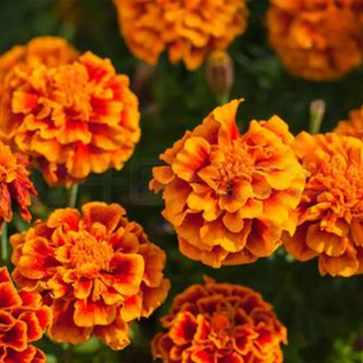 Fireball Marigold Seeds
