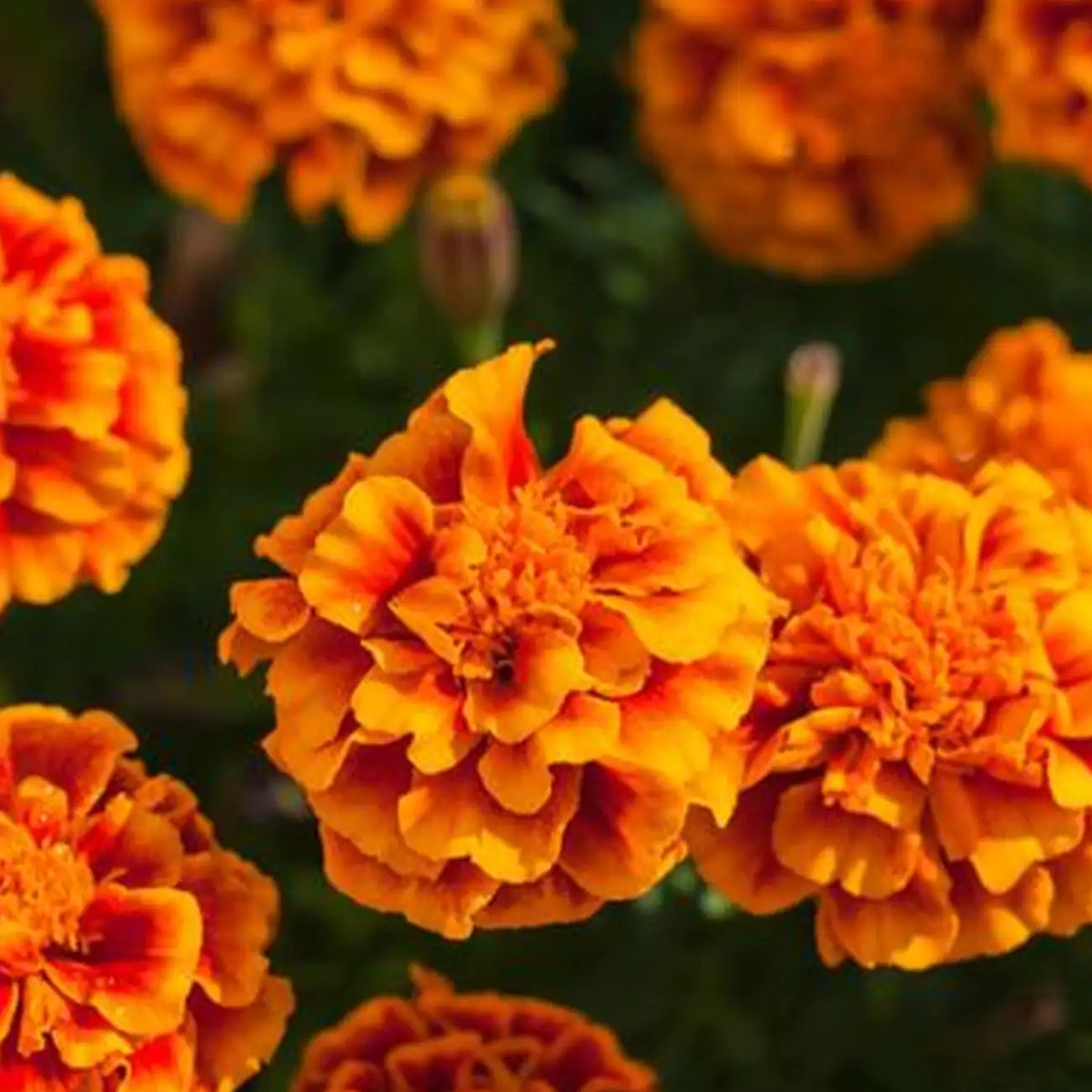 Fireball Marigold Seeds