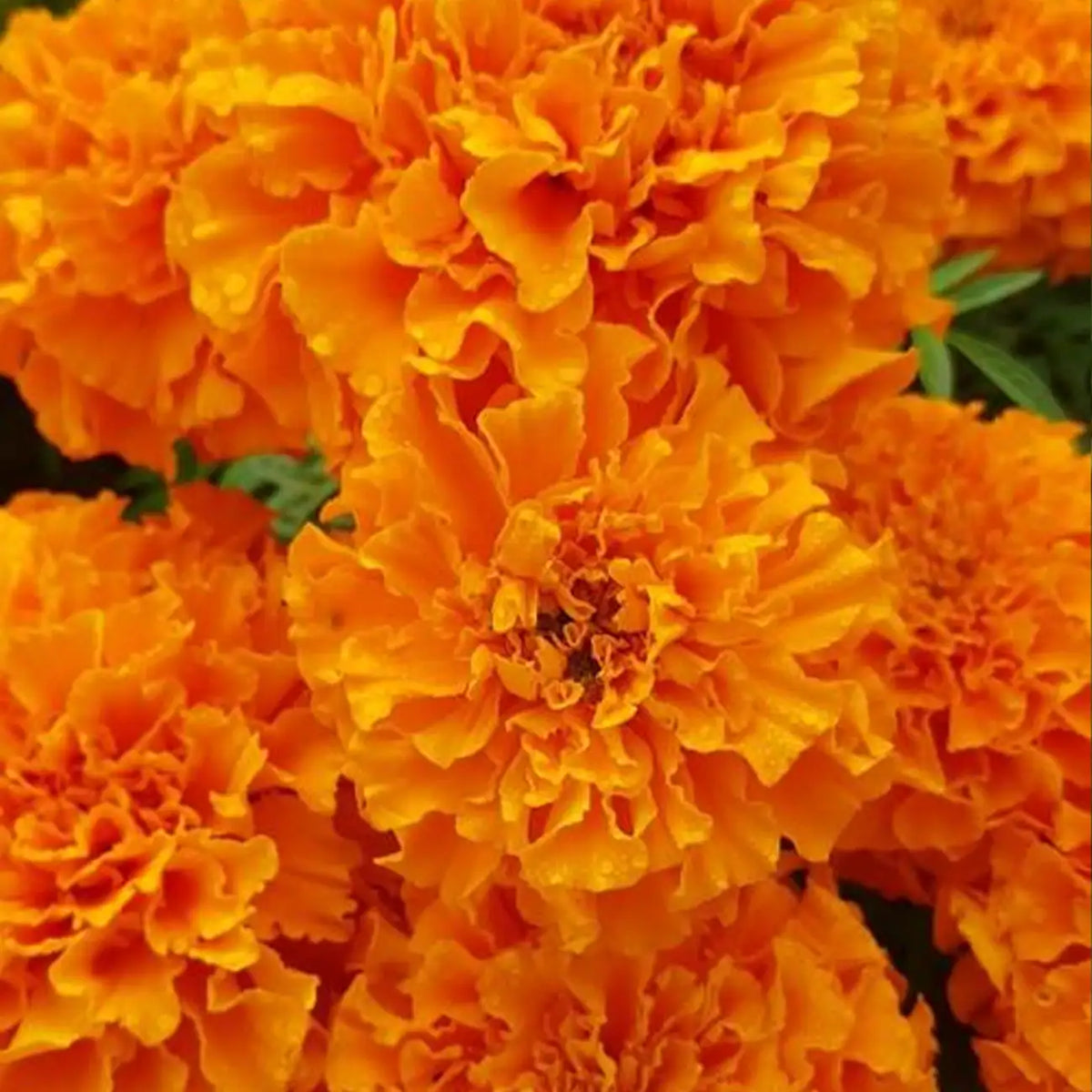 Fireball Marigold Seeds