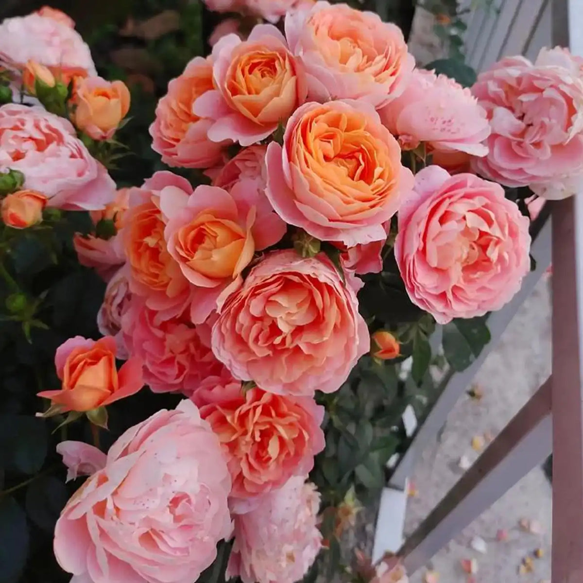 Firebird Rose Seeds