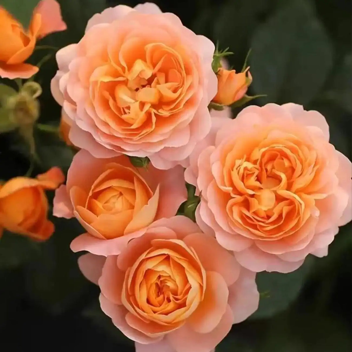 Firebird Rose Seeds