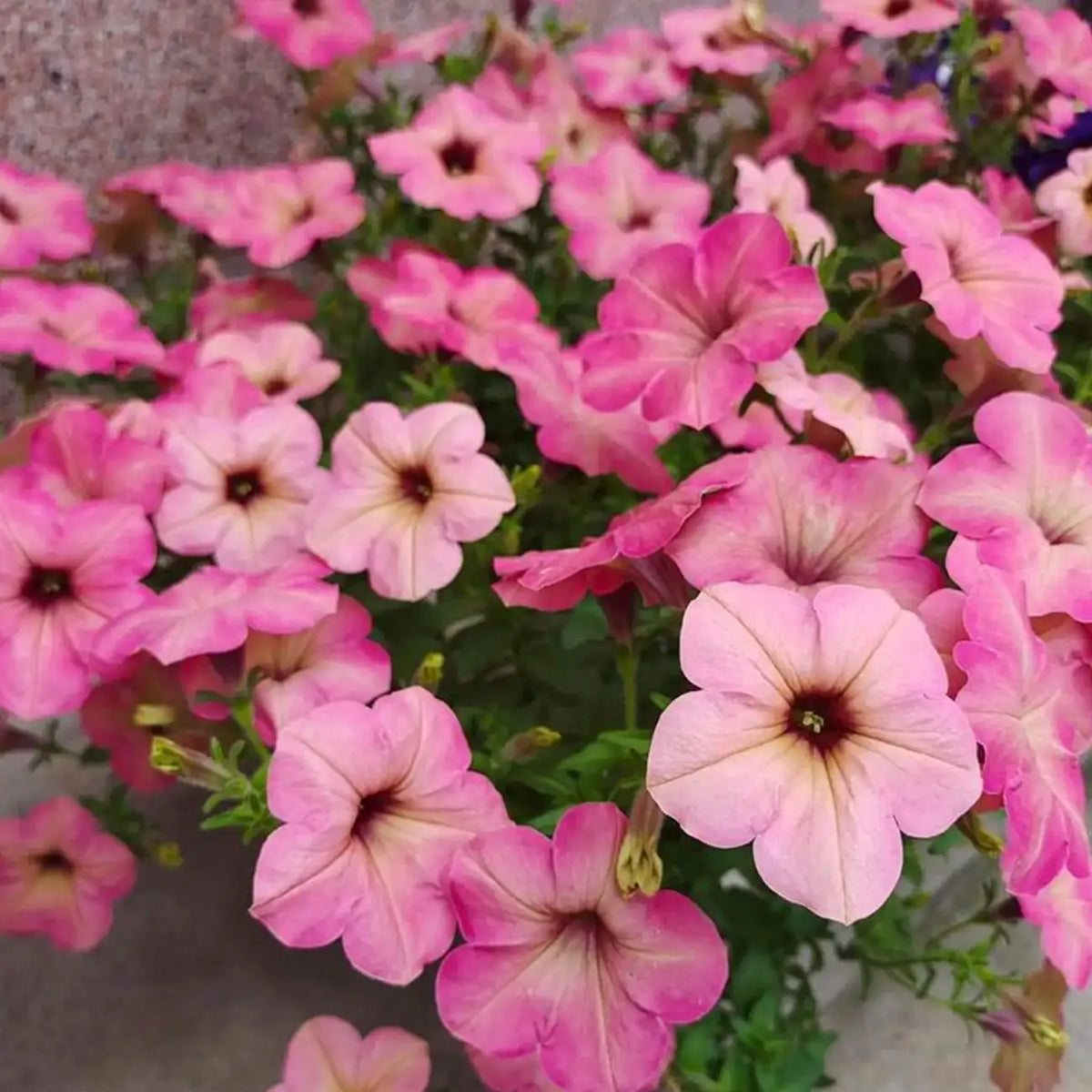 Petunia Seeds - Pink Flamingo