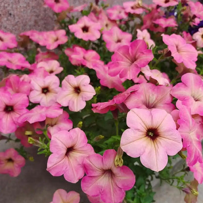 Petunia Seeds - Pink Flamingo